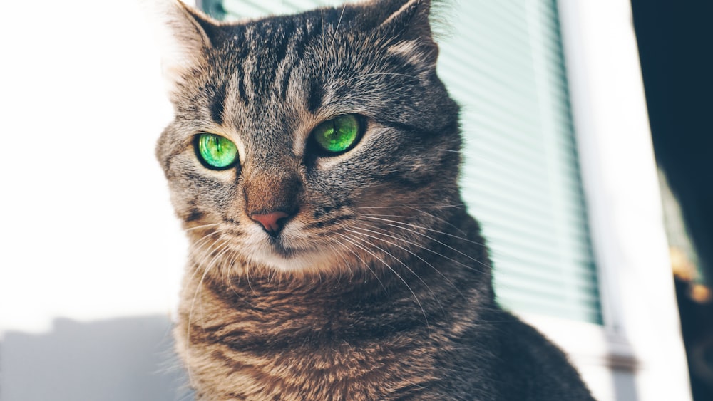 brown tabby cat in close up photography