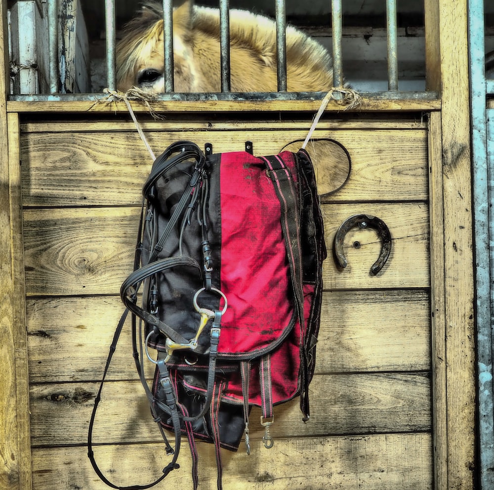 brown horse in cage