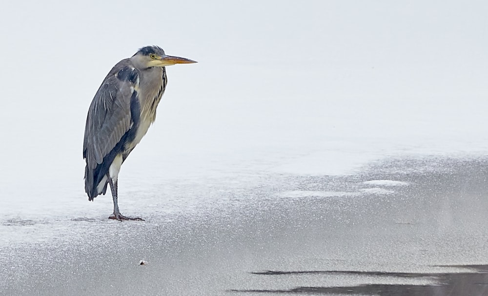 Grauer und schwarzer Vogel mit langen Perlen am Ufer