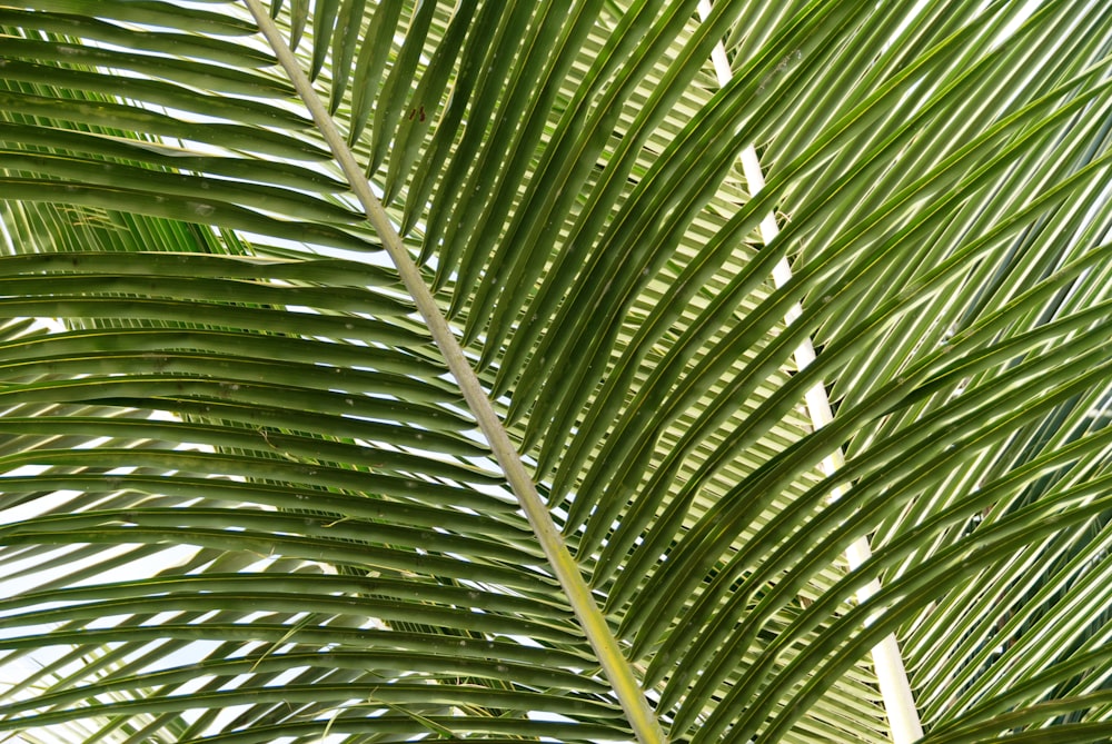 coconut leaves