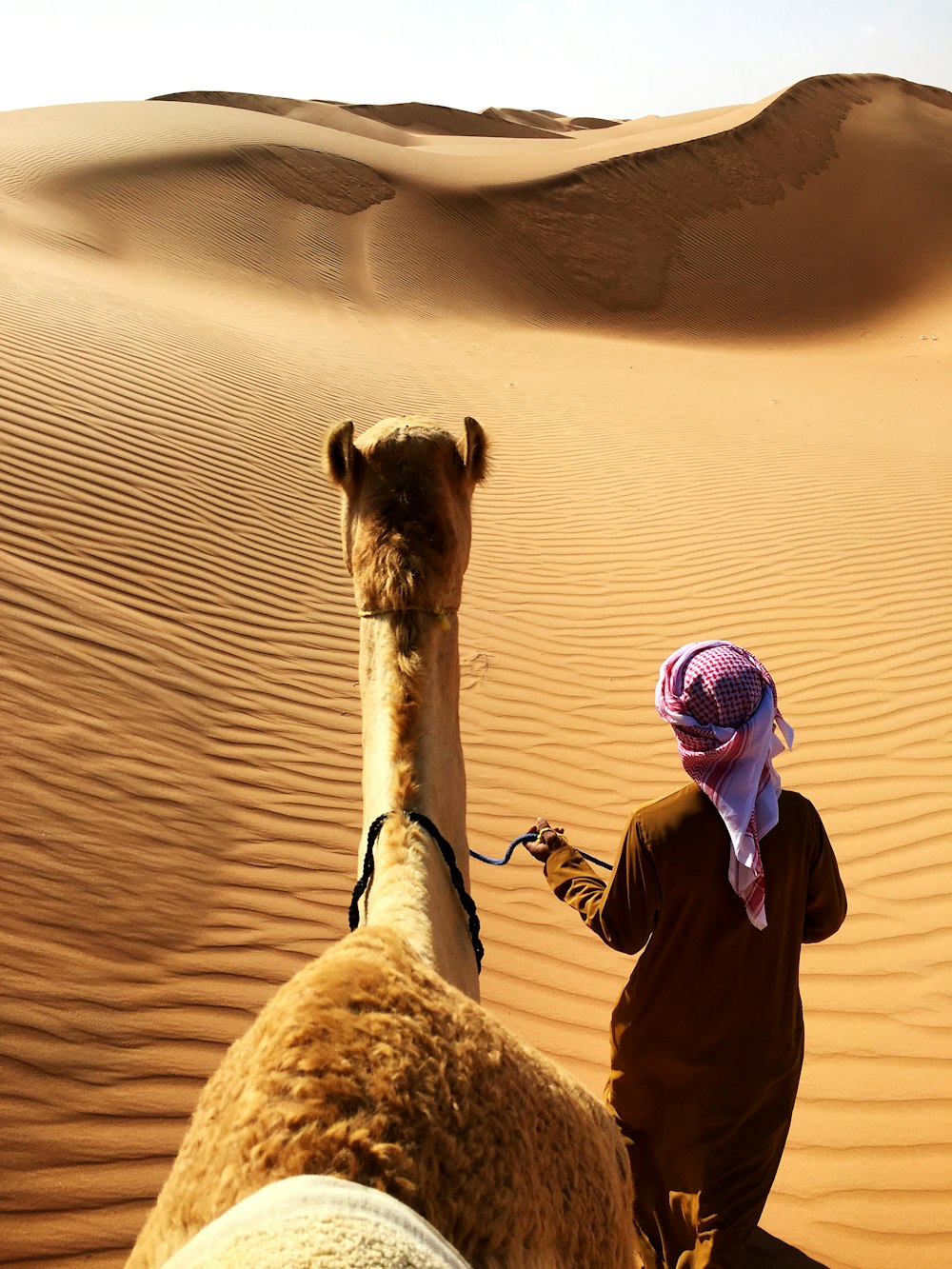 person walking beside camel