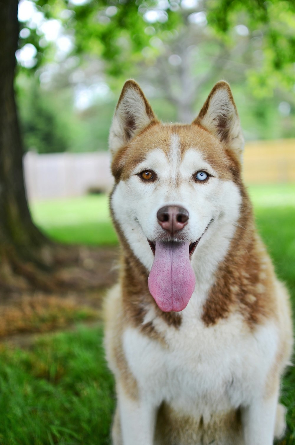 husky sibérien adulte brun et blanc