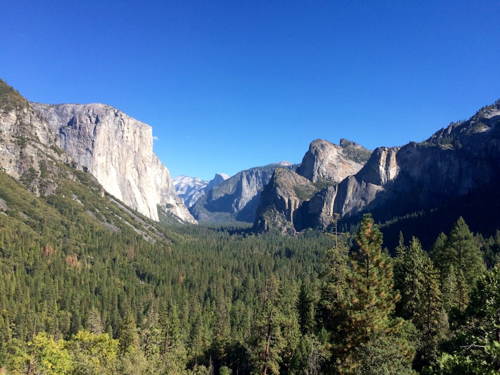 green pine trees near gray cliff during daytime