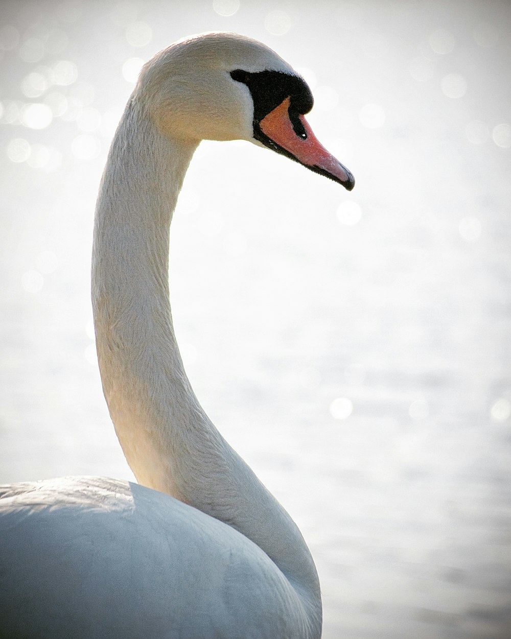 white swan on body of water