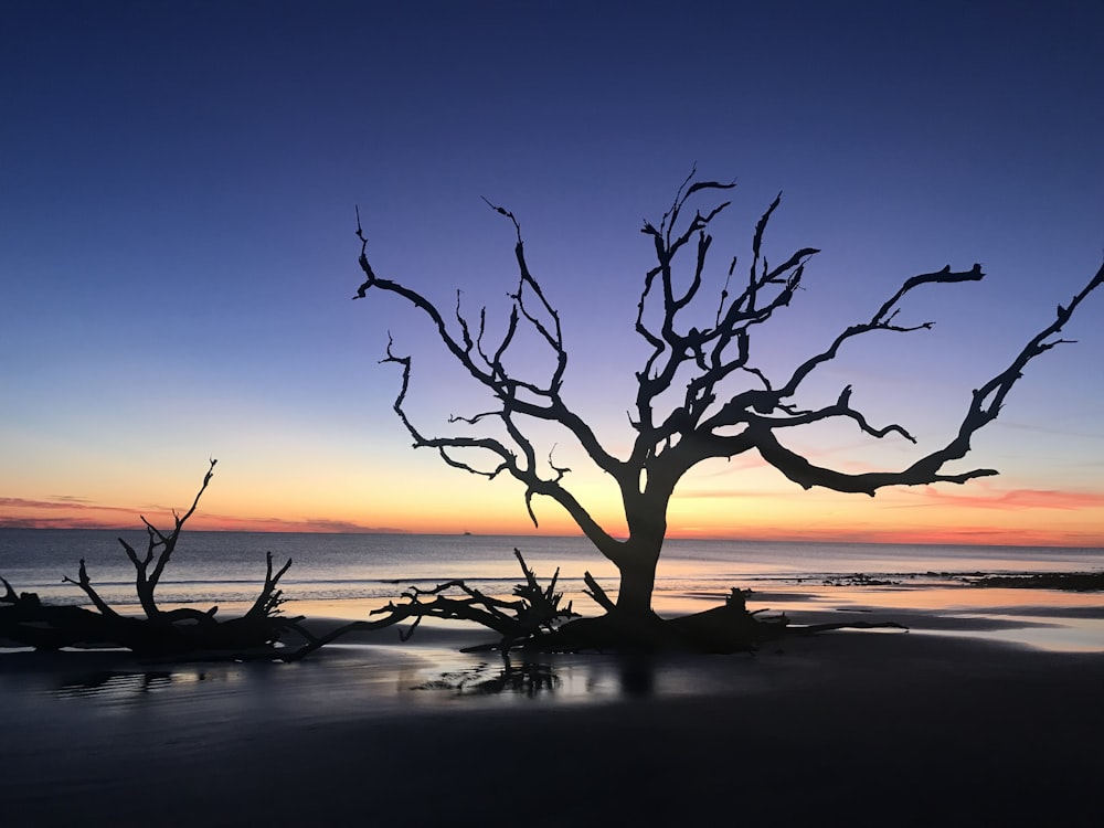 leafless tree by the sea