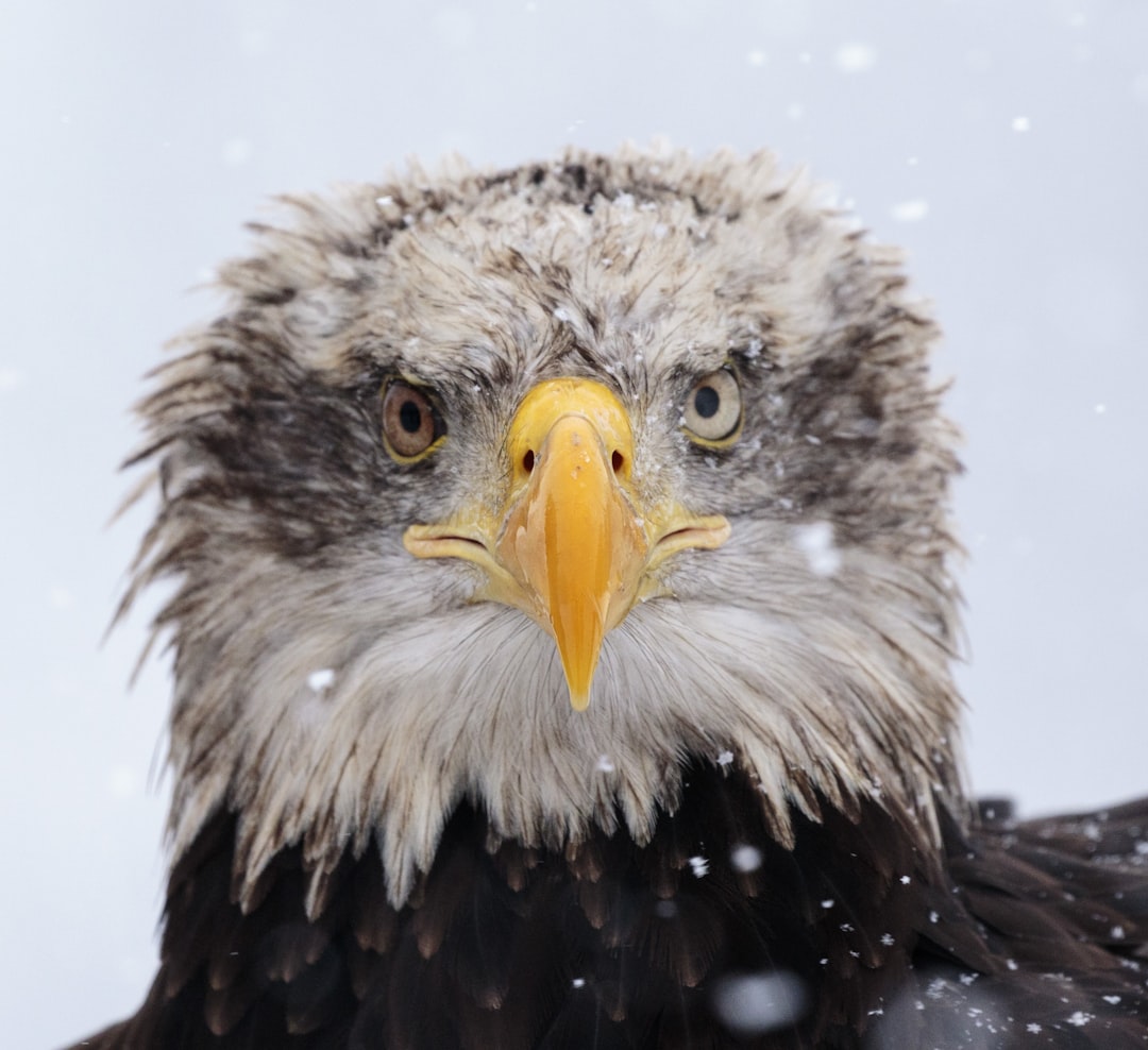 Eagle, bird, animal and bald eagle HD photo by Zdeněk Macháček (@zmachacek) on Unsplash Eagle, bird, animal and bald eagle HD photo by Zdeněk Macháček (@zmachacek) on Unsplash
