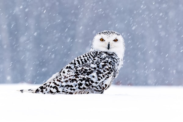 Watercolor Snowy Owl