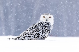 A snowy owl is perched on a snow-covered ground during a snowfall. The owl's distinctive white plumage with dark spots and bright yellow eyes contrast against the backdrop of falling snow. The blurred background creates a serene and isolated feel.