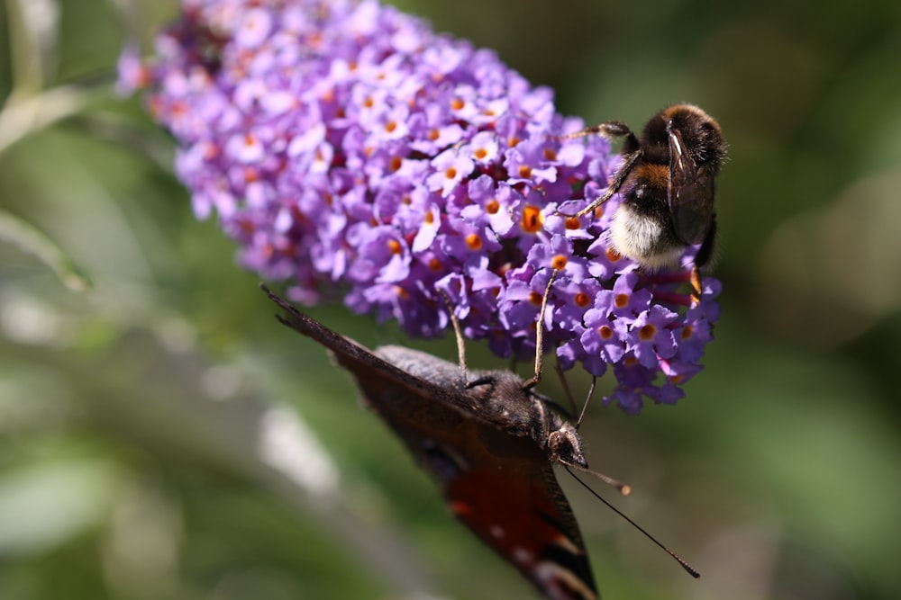 bee perching on purple flower