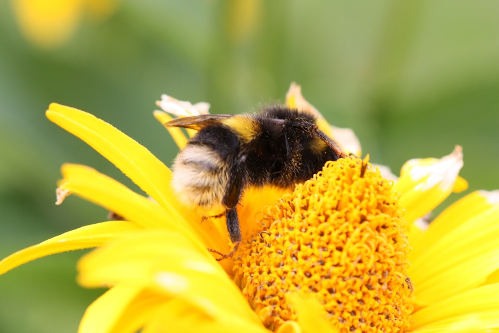 yellow and black bee on yellow-petaled flower