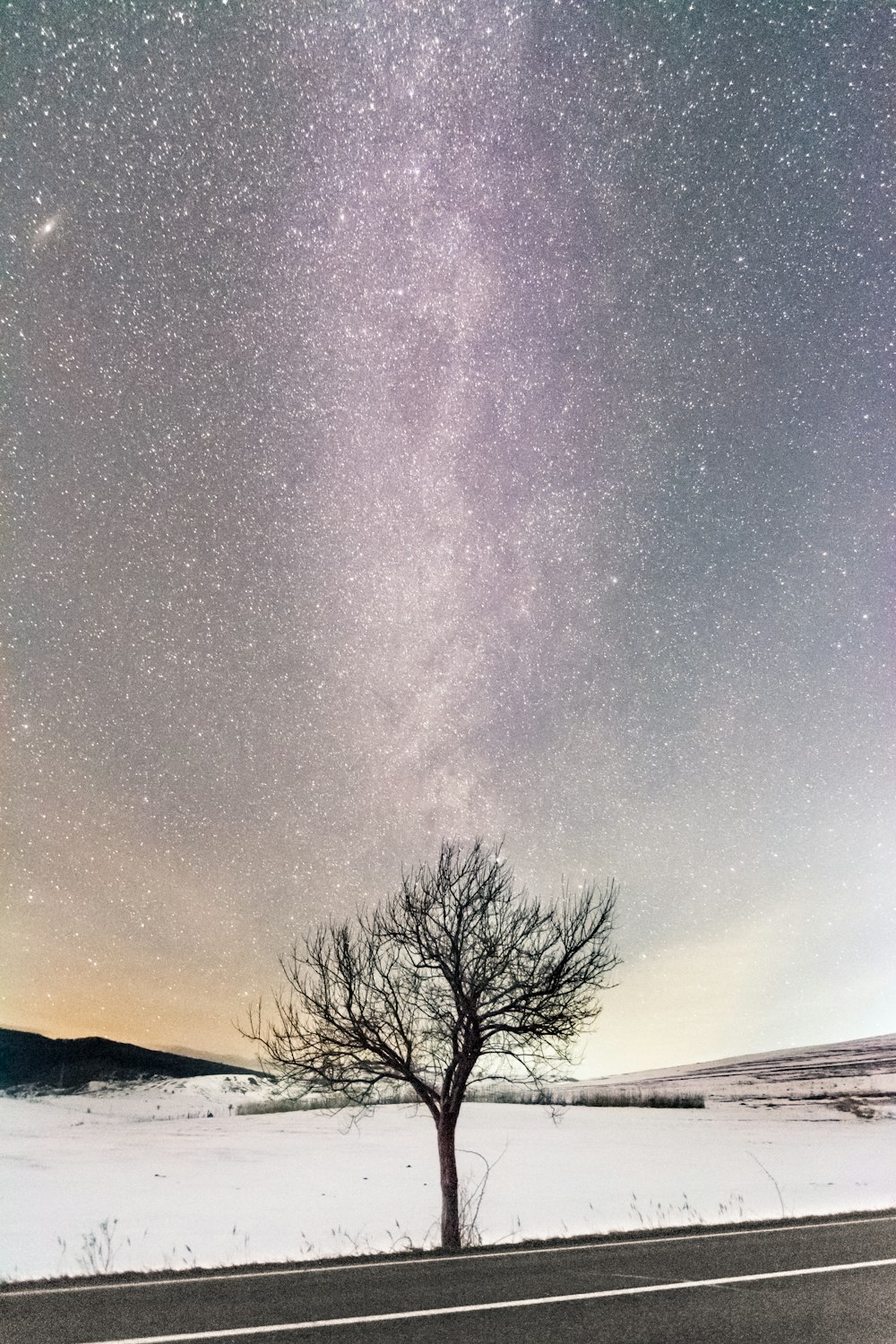 bare tree at the side of the road beside snow covered field