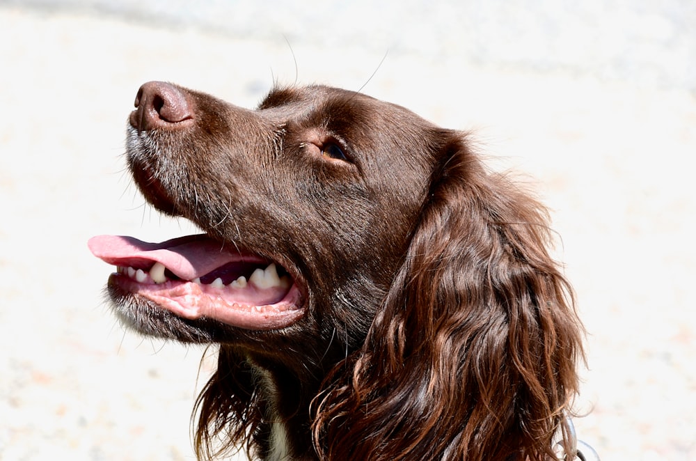 long-coated tan dog