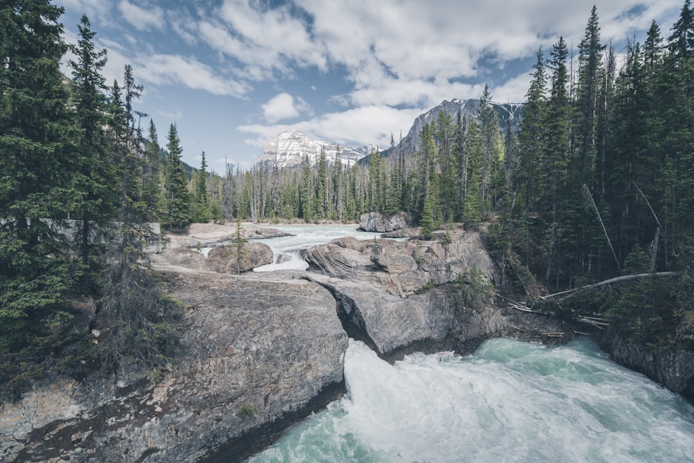 body of water with rocks between trees