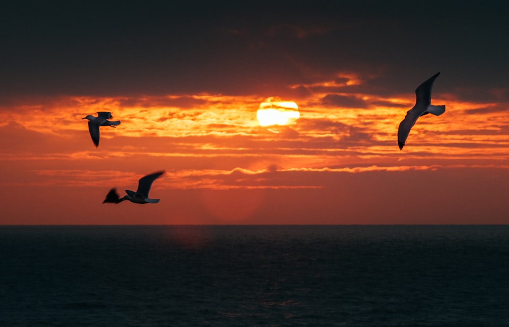 three birds flying over sea