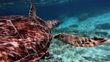 Close-up of a sea turtle swimming gracefully near a rocky underwater ledge.