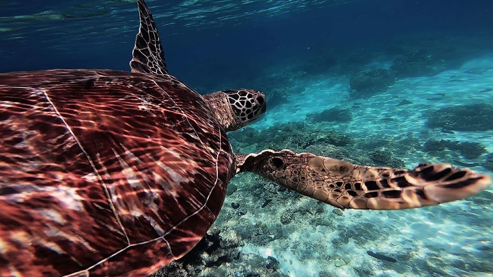 sea turtle underwater photography