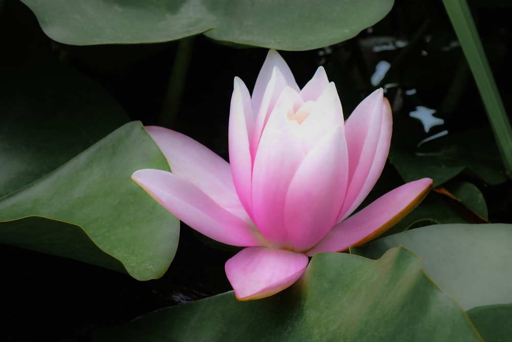 pink lotus flower