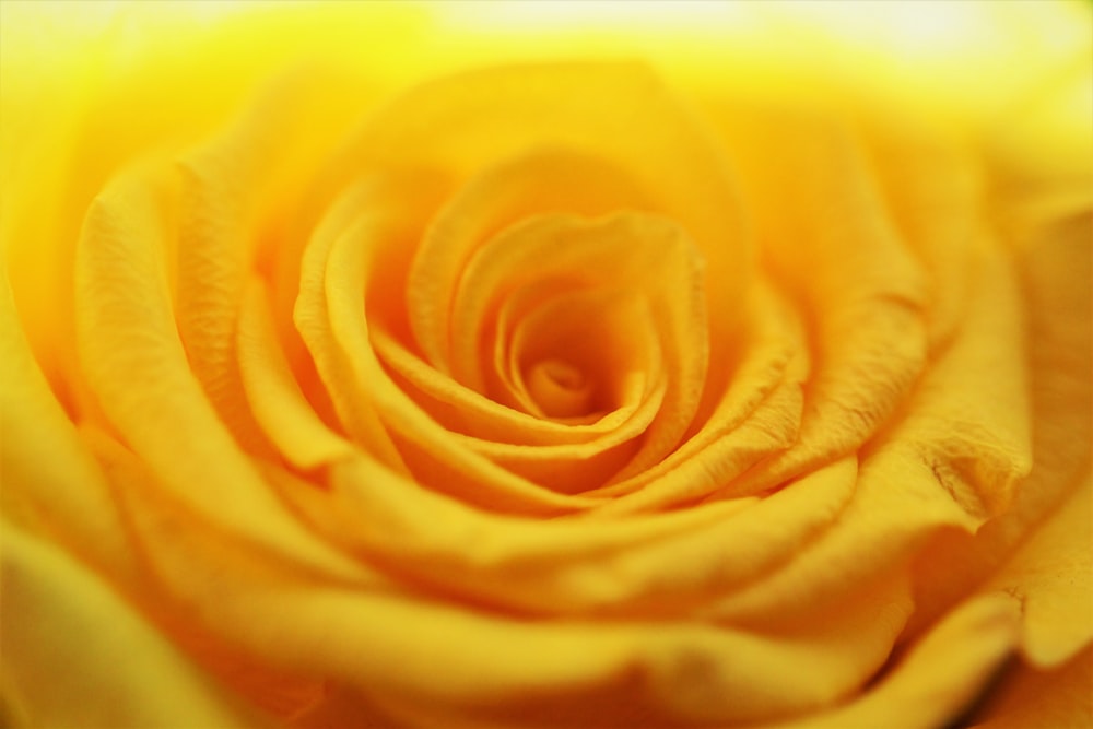 Flor amarilla en la fotografía macro