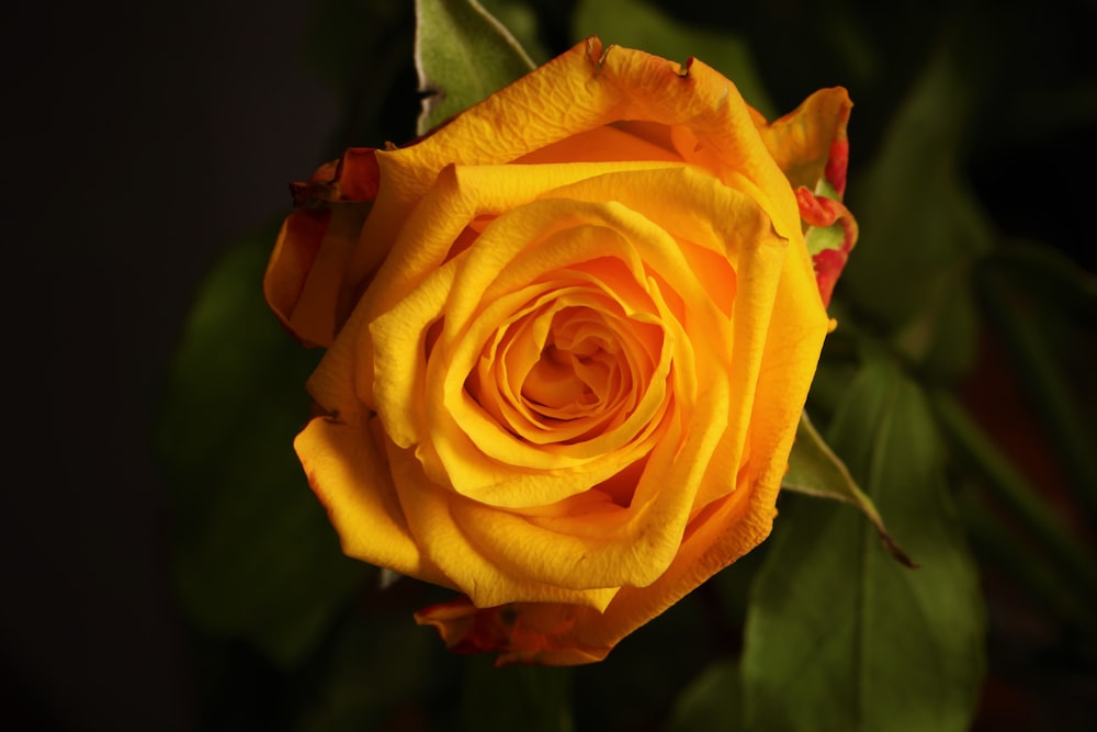 Photographie de rose jaune