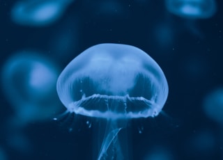 jelly fish in water