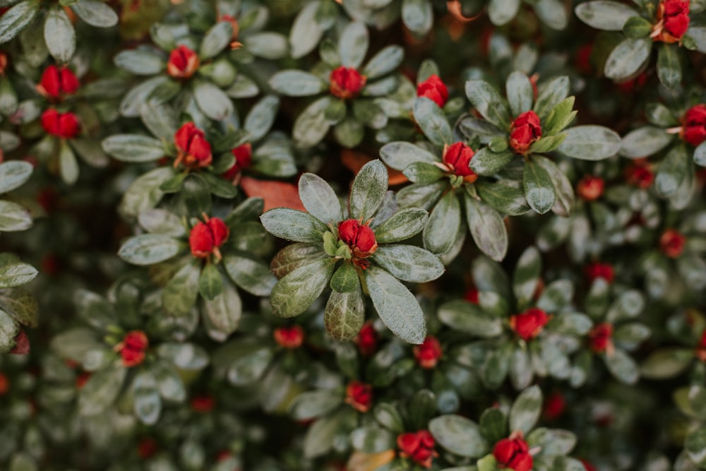 red-petaled flowers in close-up photo