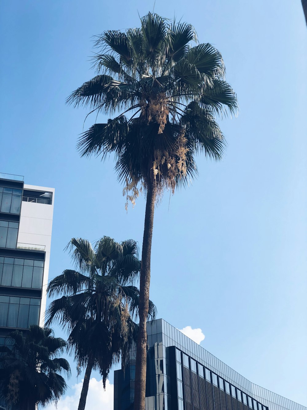 two fan palm trees near two high rise buildings