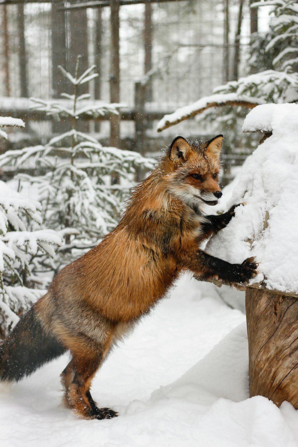 brown fox leaning on white pet house