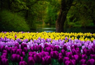 purple and yellow tulips spring zoom background