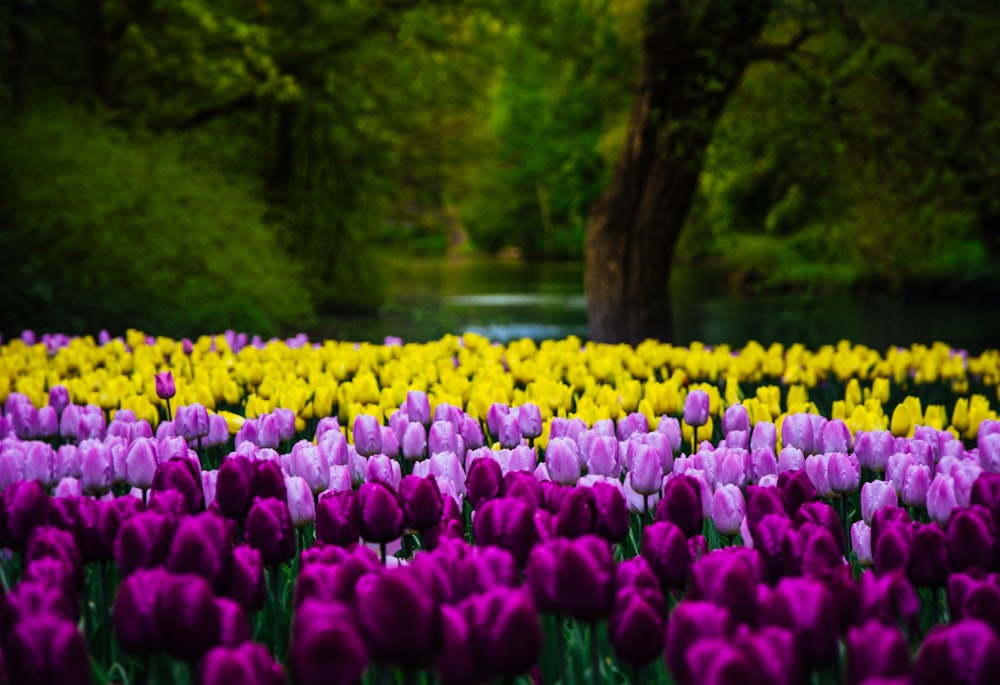 purple and yellow tulips