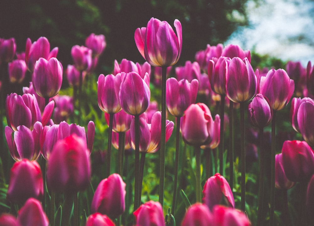 macro photography of purple tulip fields