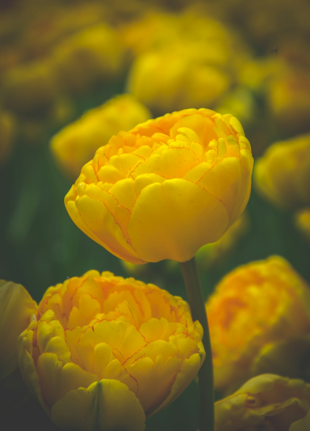 yellow-petaled