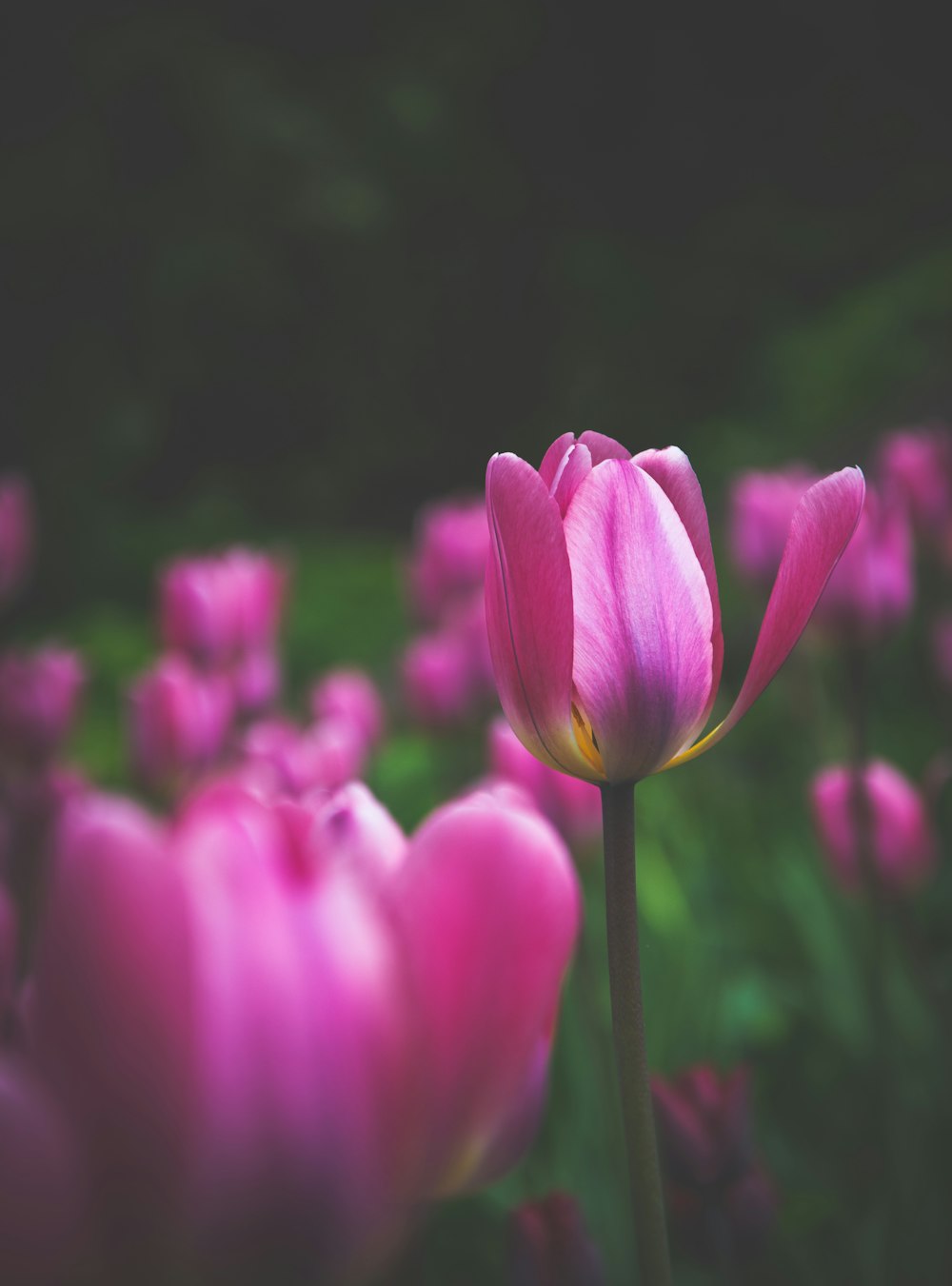 purple-petaled flower