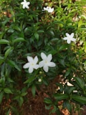 Fragrant white jasmine flowers blooming vibrantly against green leaves.