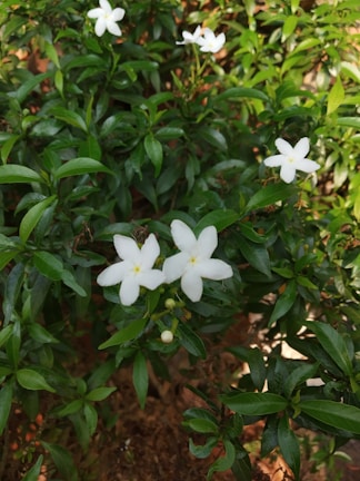 Fragrant white jasmine flowers blooming vibrantly against green leaves.