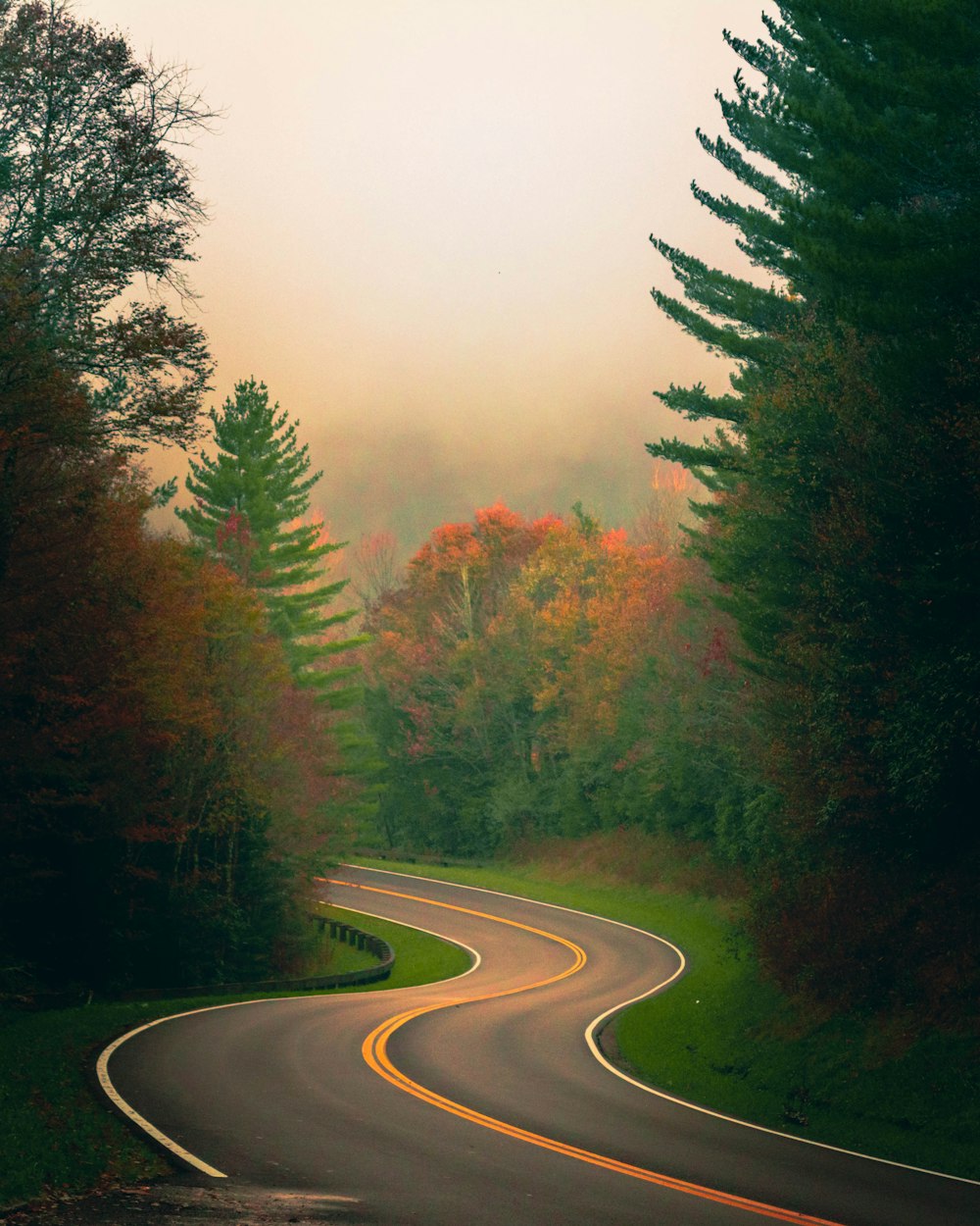 estrada entre árvores