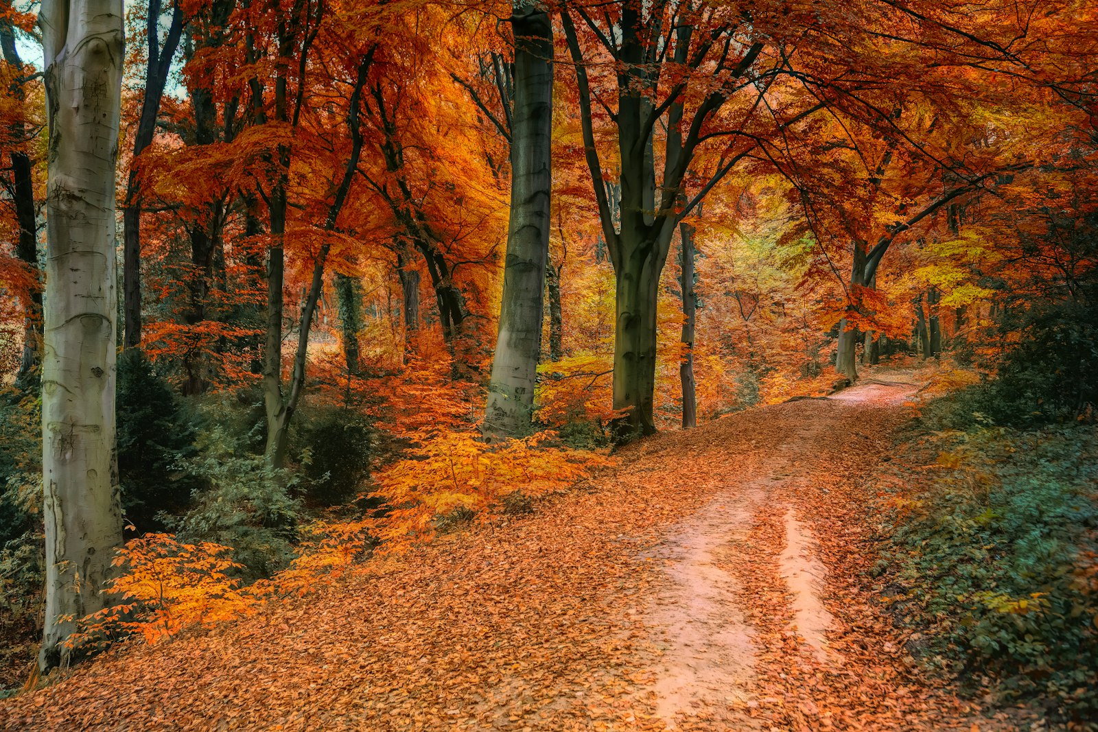 Sony a7 II + Tamron AF 28-75mm F2.8 XR Di LD Aspherical (IF) sample photo. Brown and orange trees photography