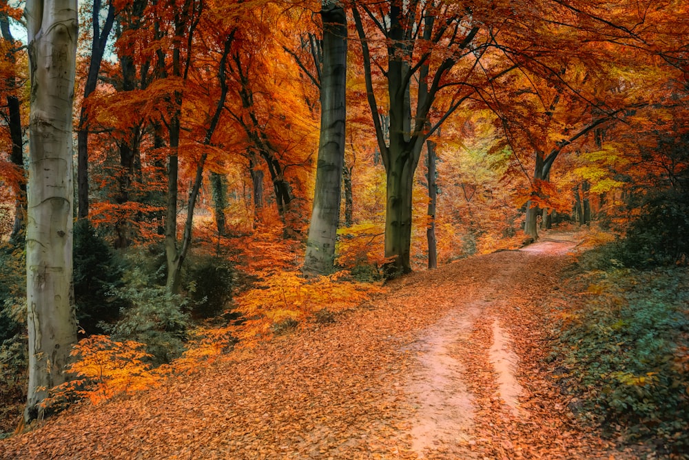 brown and orange trees