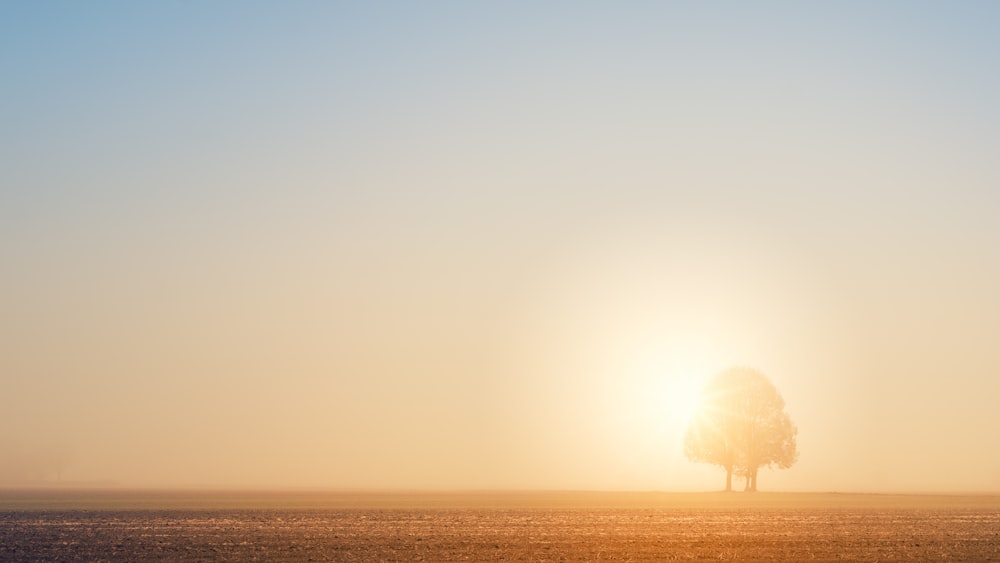 tree under sunray