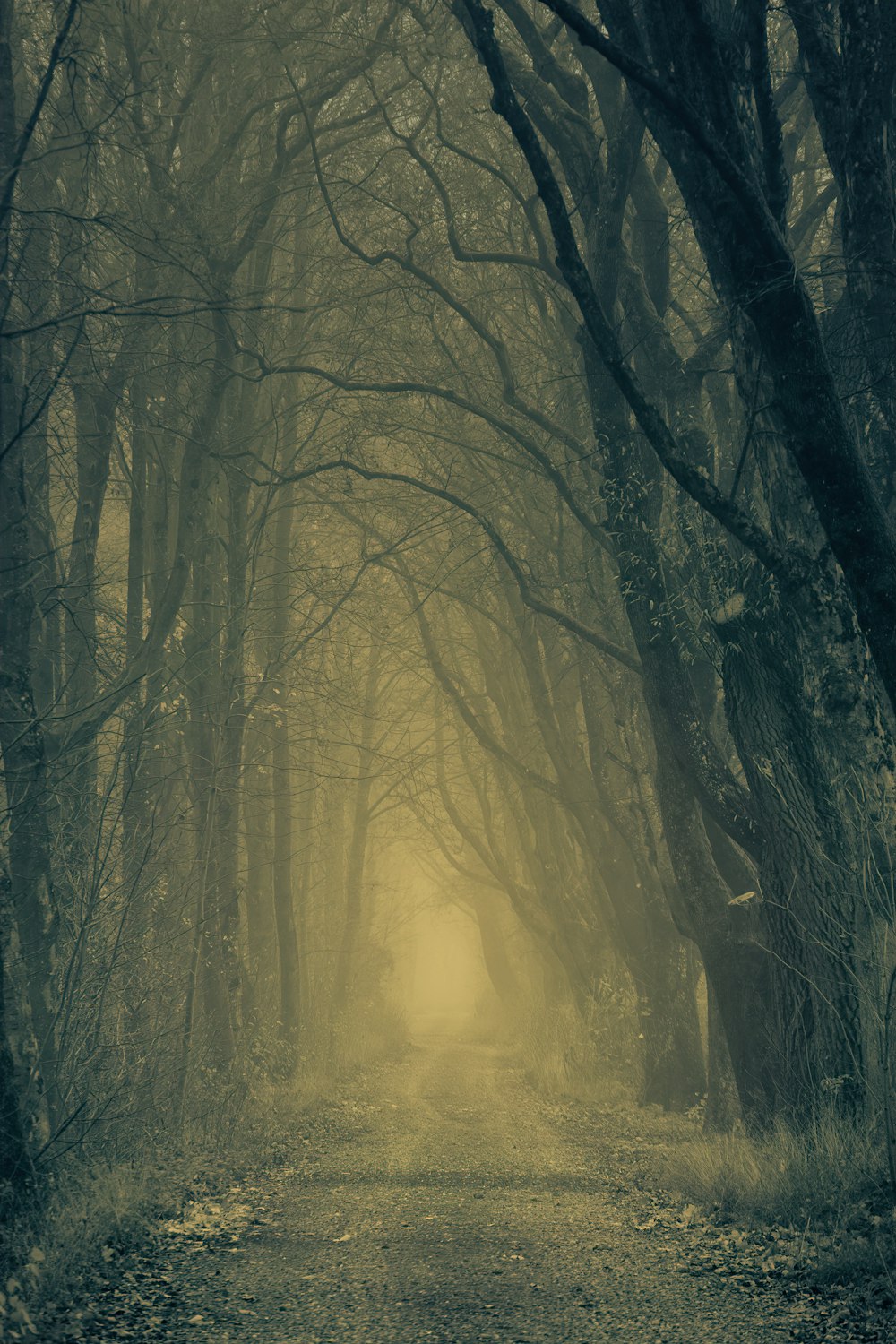 Photo en basse lumière d’un chemin entre des arbres nus