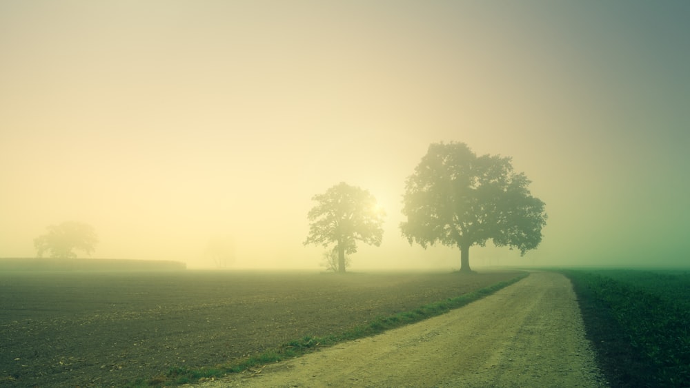 foggy field