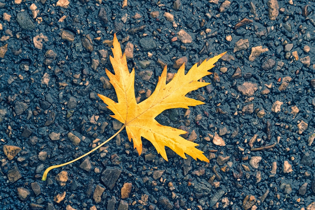 yellow leaf