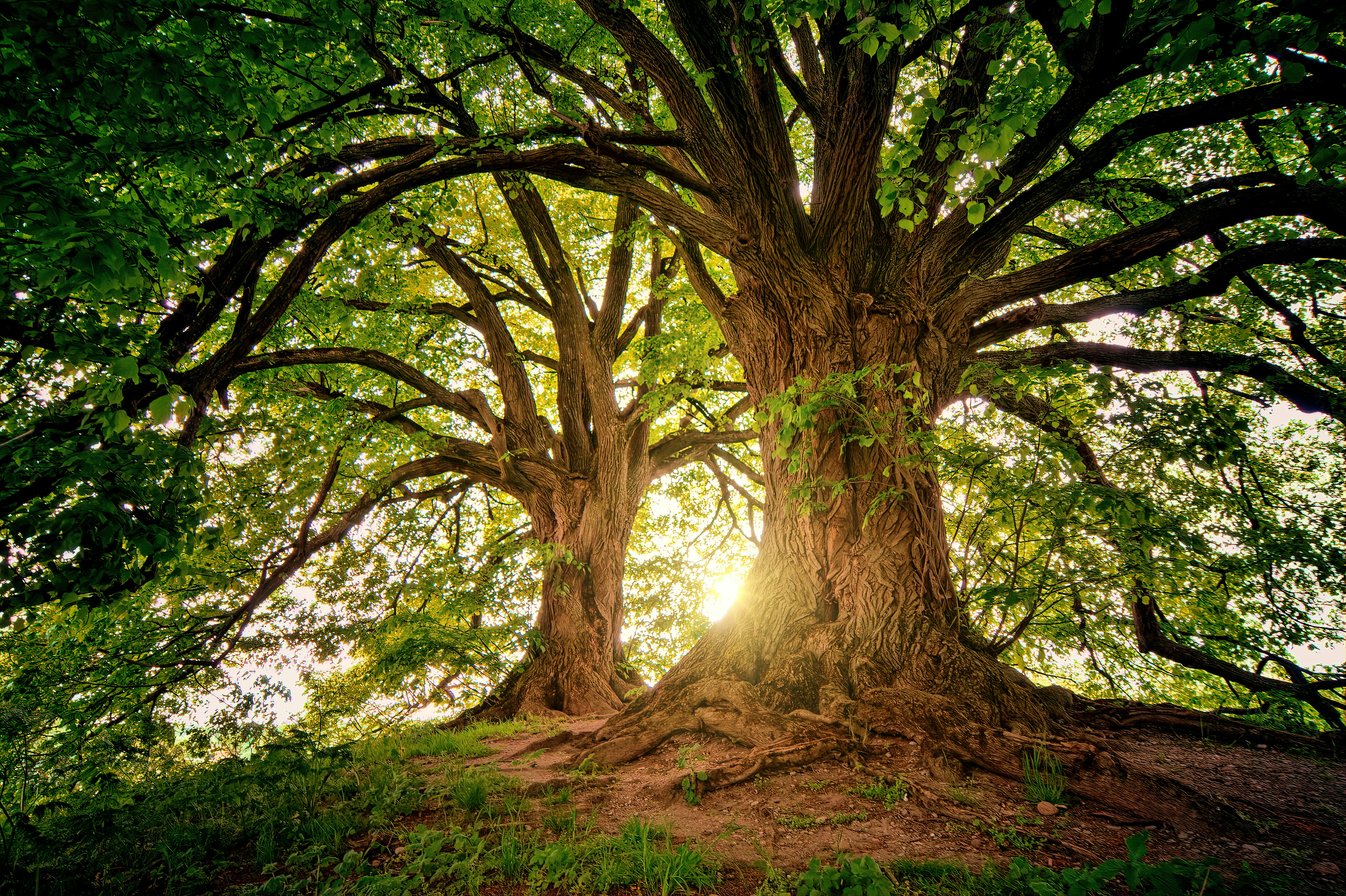 Powerful Tree Quotes to Inspire Your Heart & Soul Today