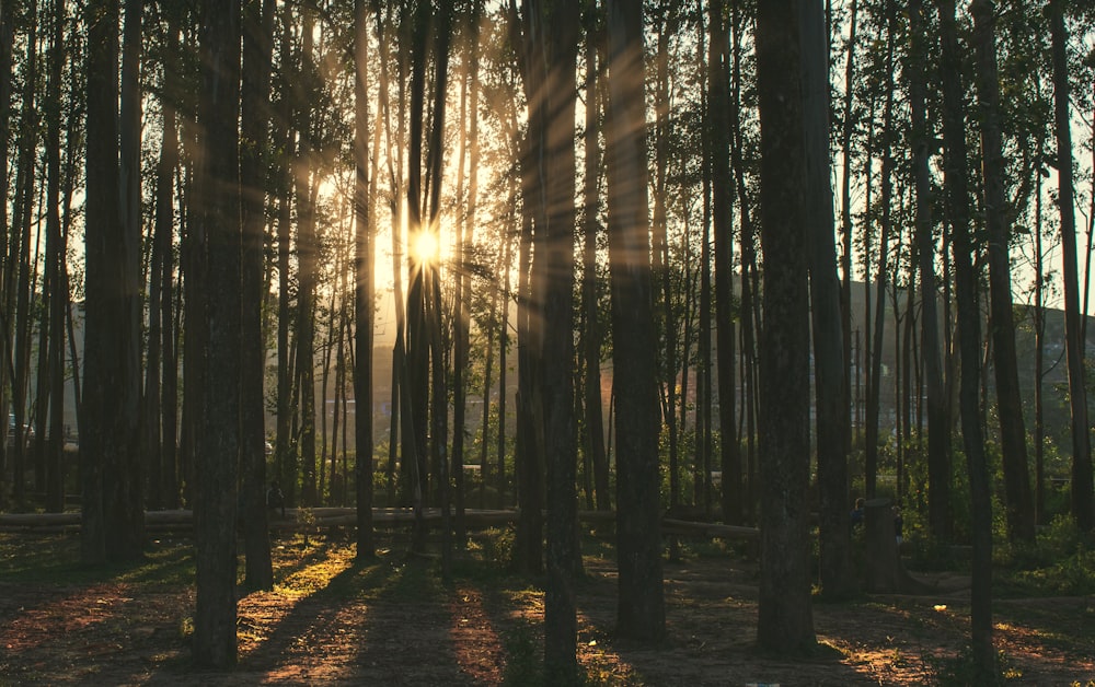 green leaf forests