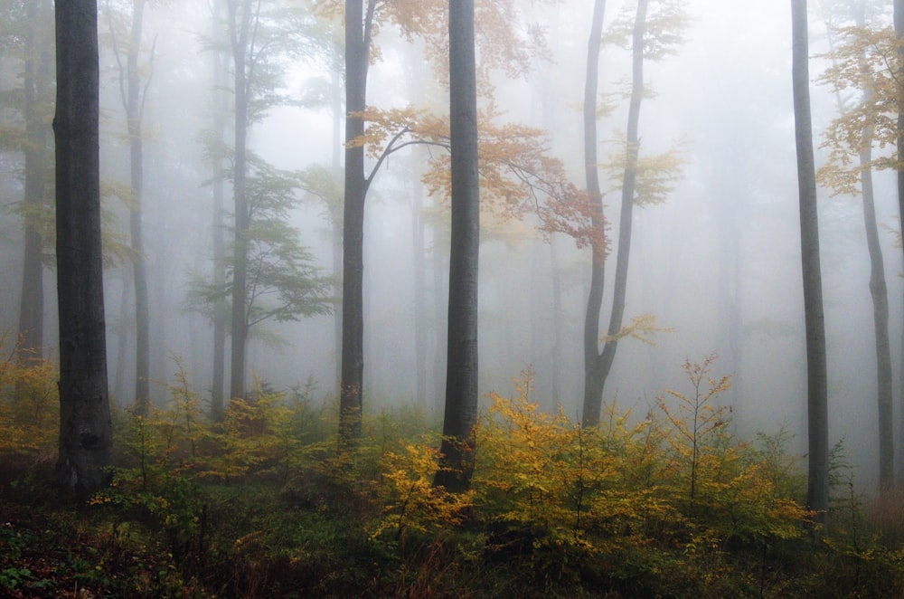 trees during foggy weather