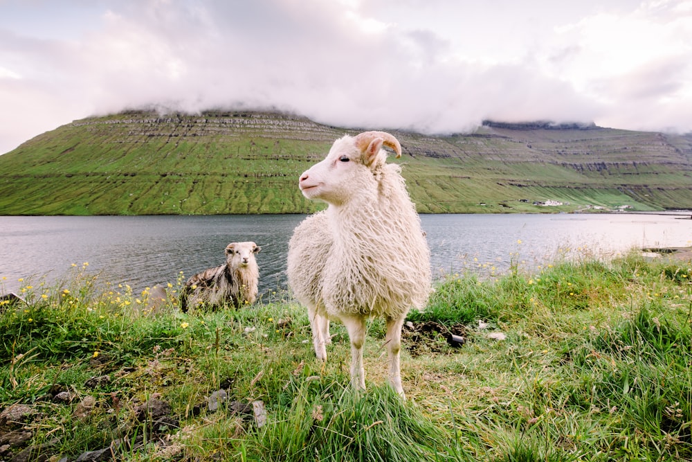 white mountain goat on green grass field near river