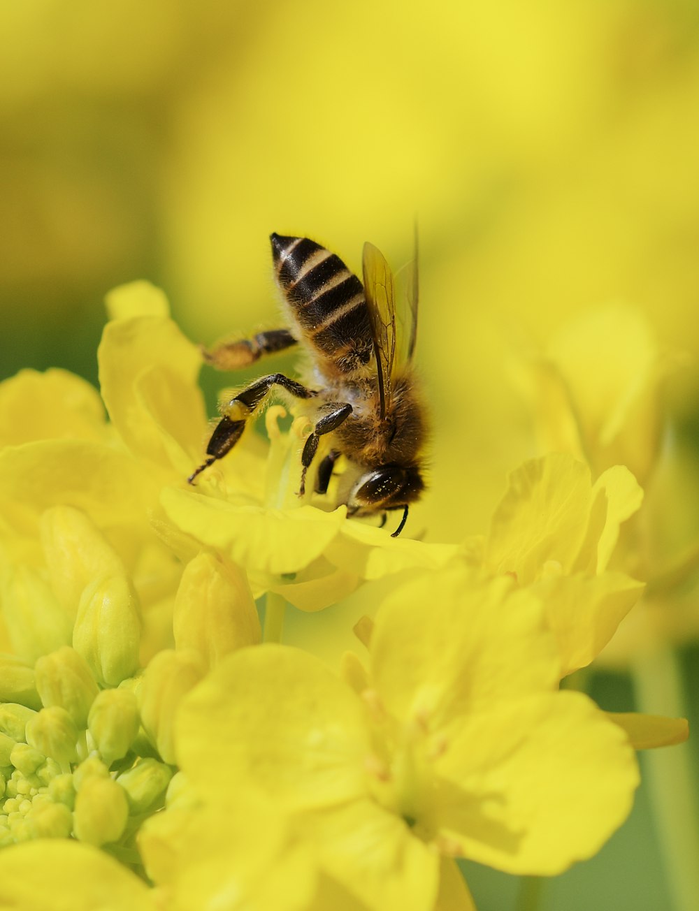 close-up photography of bee on yellow flower