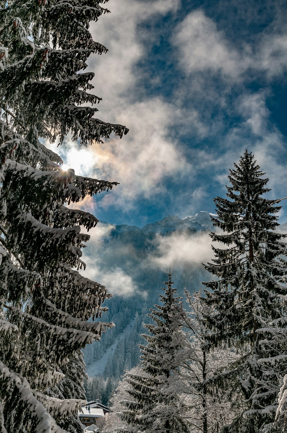 Photographie en contre-plongée d’arbres