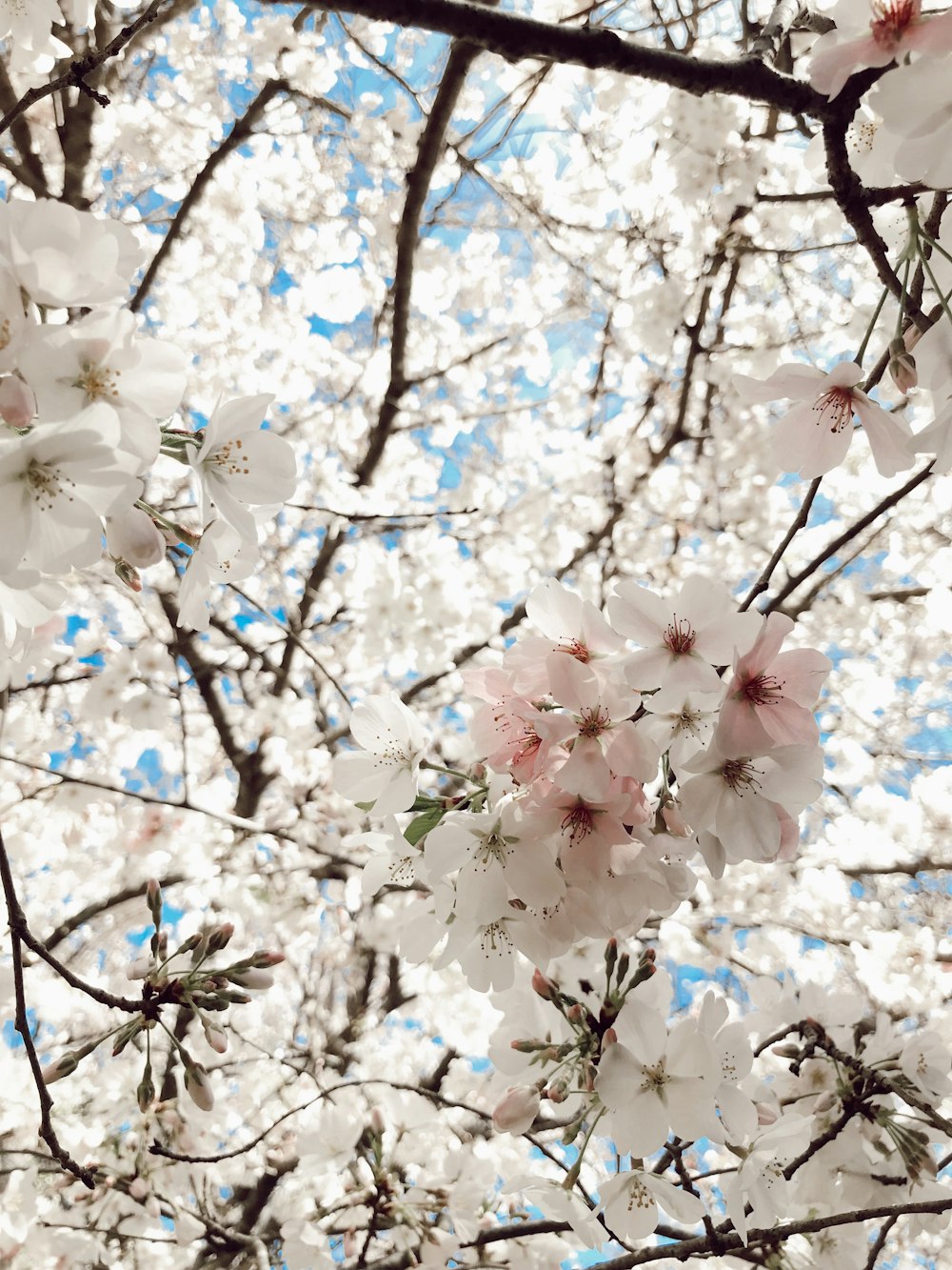 weiße Kirschblütenbäume