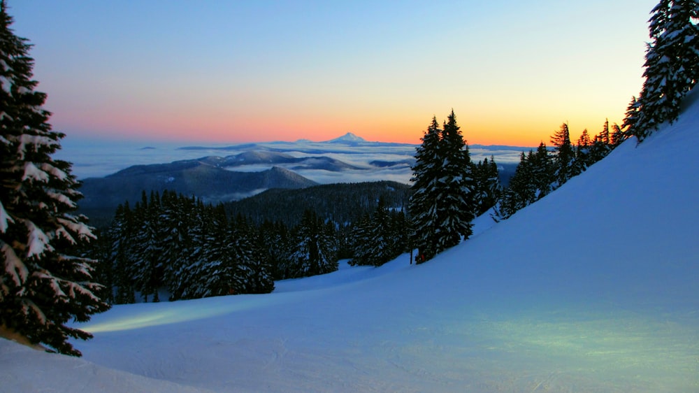 pine trees covered with snow