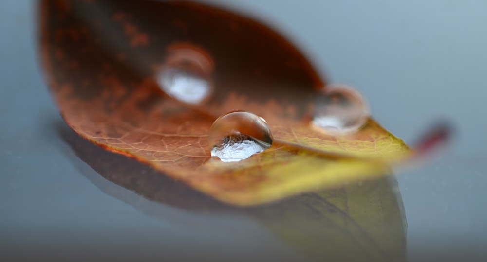 dew on leaf